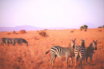 Zebras on landscape against clear sky