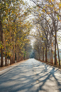 Footpath amidst trees