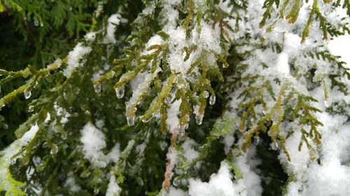 Snow covered trees