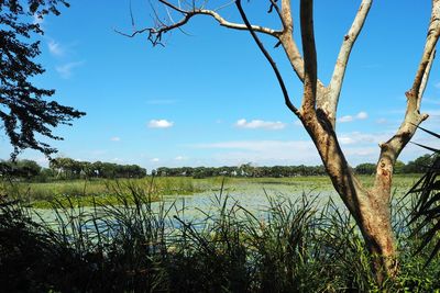 Plants growing on land against sky