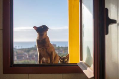 Close-up of cat looking through window