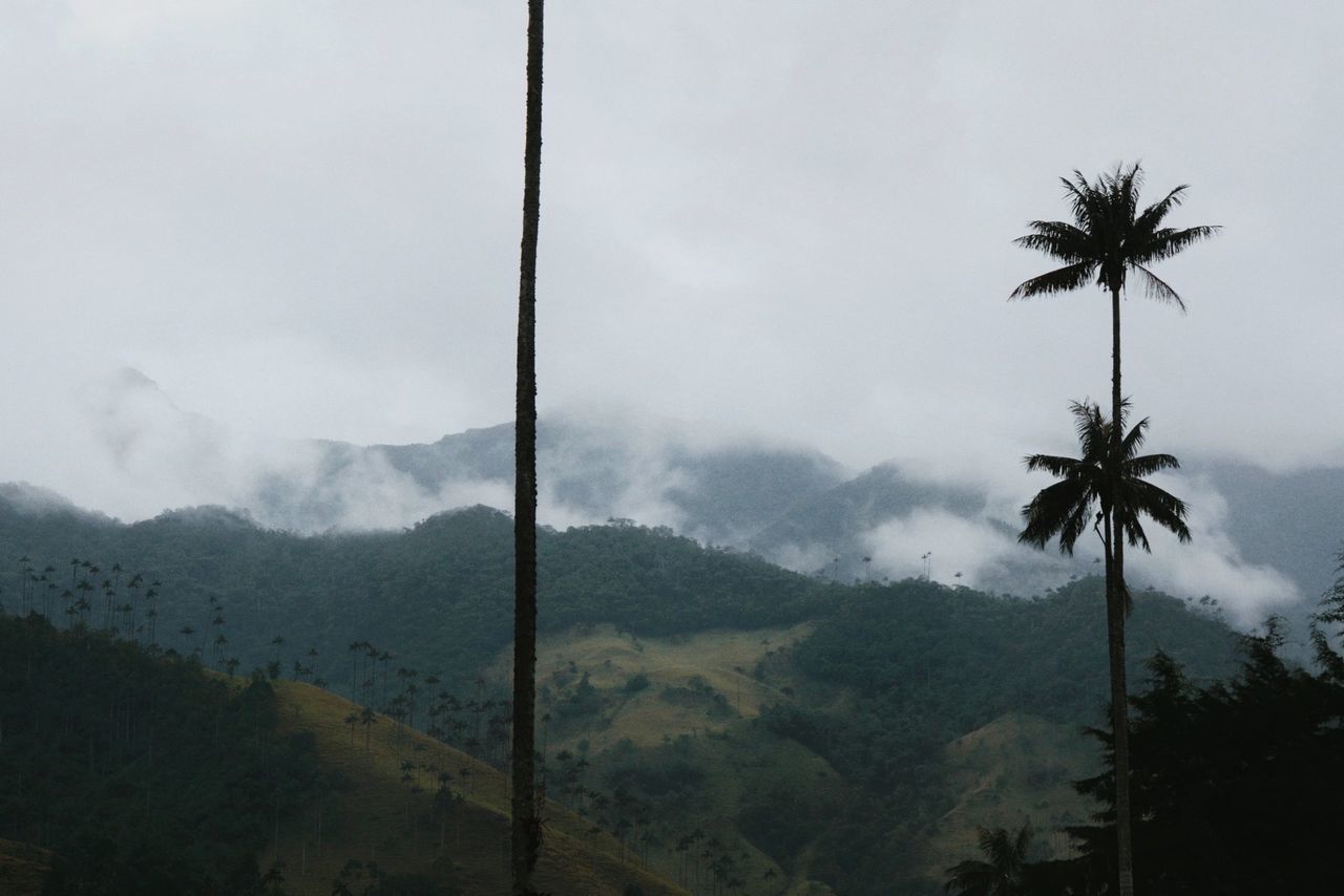 mountain, sky, tree, tranquility, mountain range, scenics, tranquil scene, beauty in nature, cloud - sky, nature, palm tree, landscape, weather, cloudy, idyllic, non-urban scene, cloud, silhouette, growth, low angle view