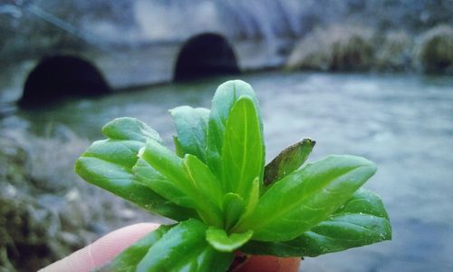 Close-up of plant against blurred background