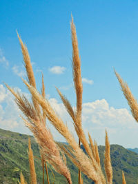 Close-up of stalks in field against blue sky