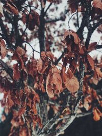 Close-up of tree branch