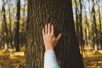 Cropped hand of woman touching tree trunk