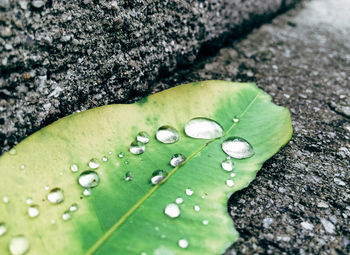 Close-up of water drops on leaf