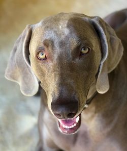 Close-up portrait of dog