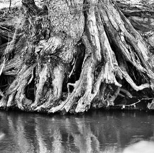 River in forest