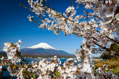 Cherry blossom tree against sky