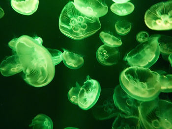 Close-up of jellyfish swimming 