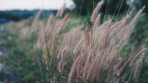 Close-up of stalks in field