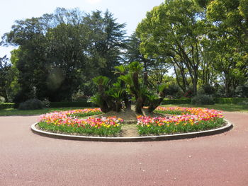 Flower trees in park