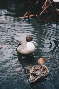 Ducks swimming in lake