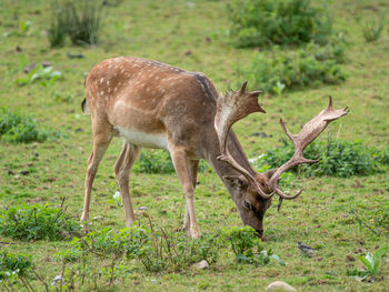 Deer standing in a field