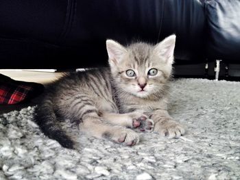 Portrait of cat sitting on sofa at home