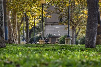 Trees and grass in park