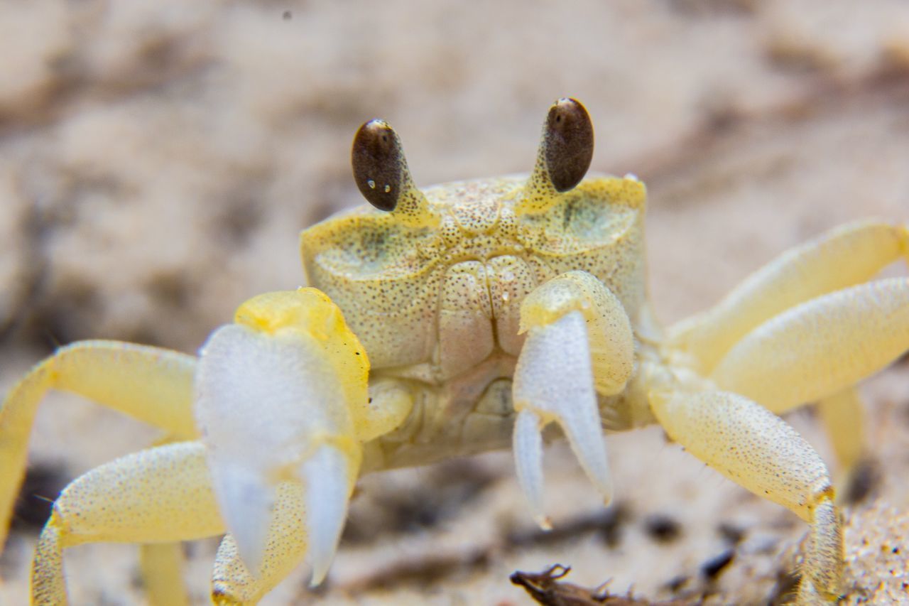 CLOSE-UP OF INSECTS