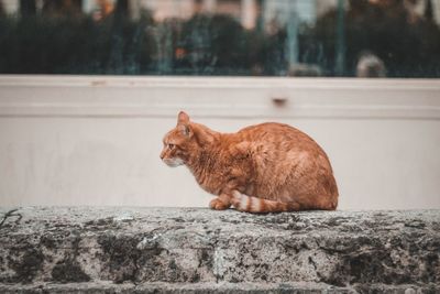 Side view of a cat on the wall