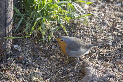 High angle view of bird perching on a field