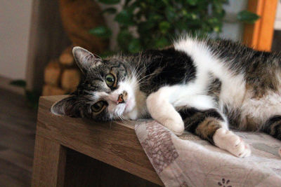 Portrait of cat lying on wood at home