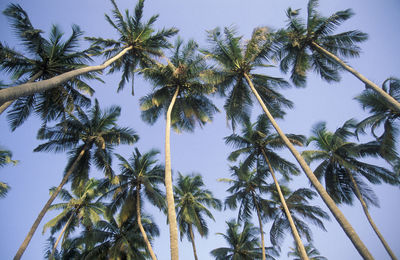 Low angle view of palm tree against sky