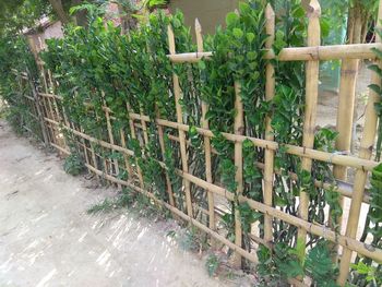 View of bamboo through fence