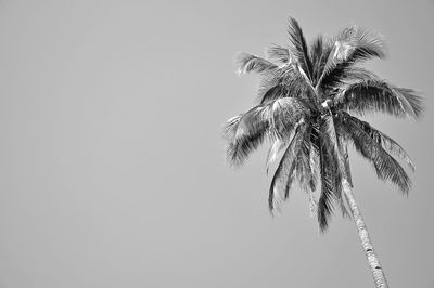 Low angle view of trees against clear sky