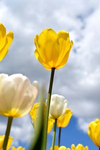 Close-up of yellow tulip