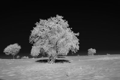 Frozen trees on field during winter at night