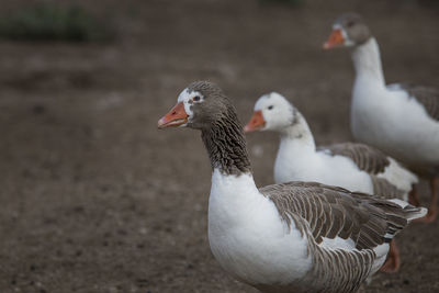 Close-up of mallard duck