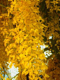 Full frame shot of yellow autumn leaves