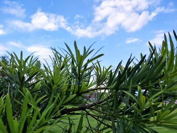 Close-up of fresh plants against sky