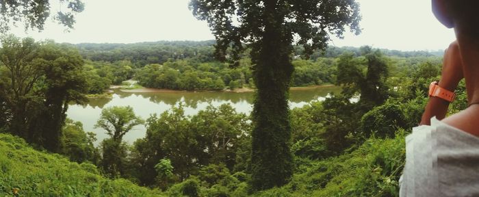 Rear view of woman standing in forest