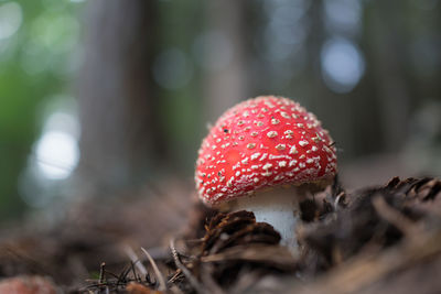 Close-up of fly agaric mushroom