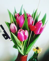 Close-up of pink tulips