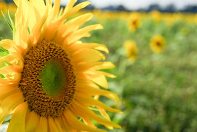 Close-up of sunflower