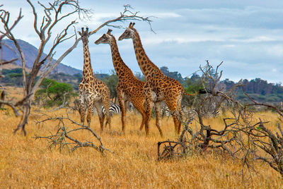 View of giraffe on field against sky