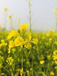 Close-up of yellow flowering plants on field