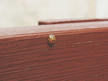 Close-up of wooden planks on boardwalk