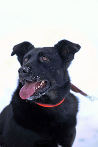 Close-up of dog looking away