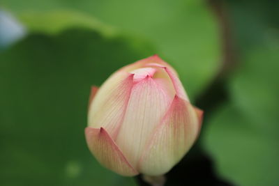 Close-up of pink flower blooming outdoors