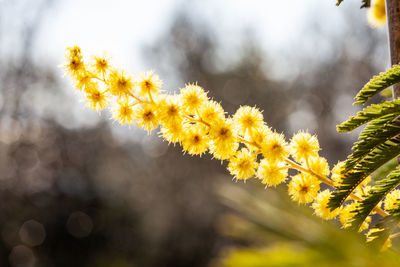 Close-up of yellow flowering plant