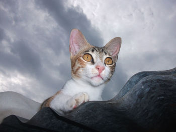 Close-up portrait of a cat