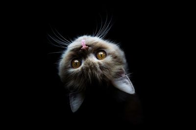 Directly above portrait of cat over black background