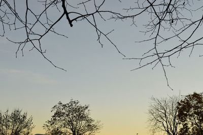 Low angle view of bare trees against sky