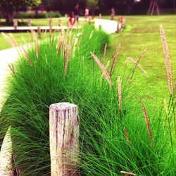 Close-up of plants on field