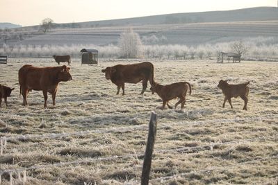 Cows grazing on field against sky