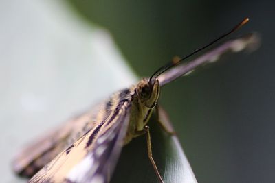 Close-up of insect