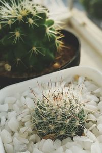 High angle view of cactus plant